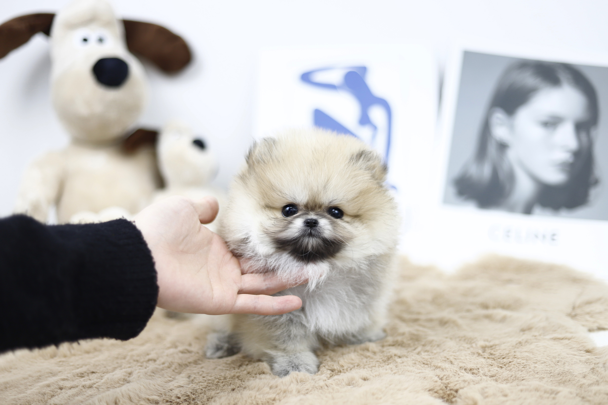 포메라니안(남아)(10만원부터)