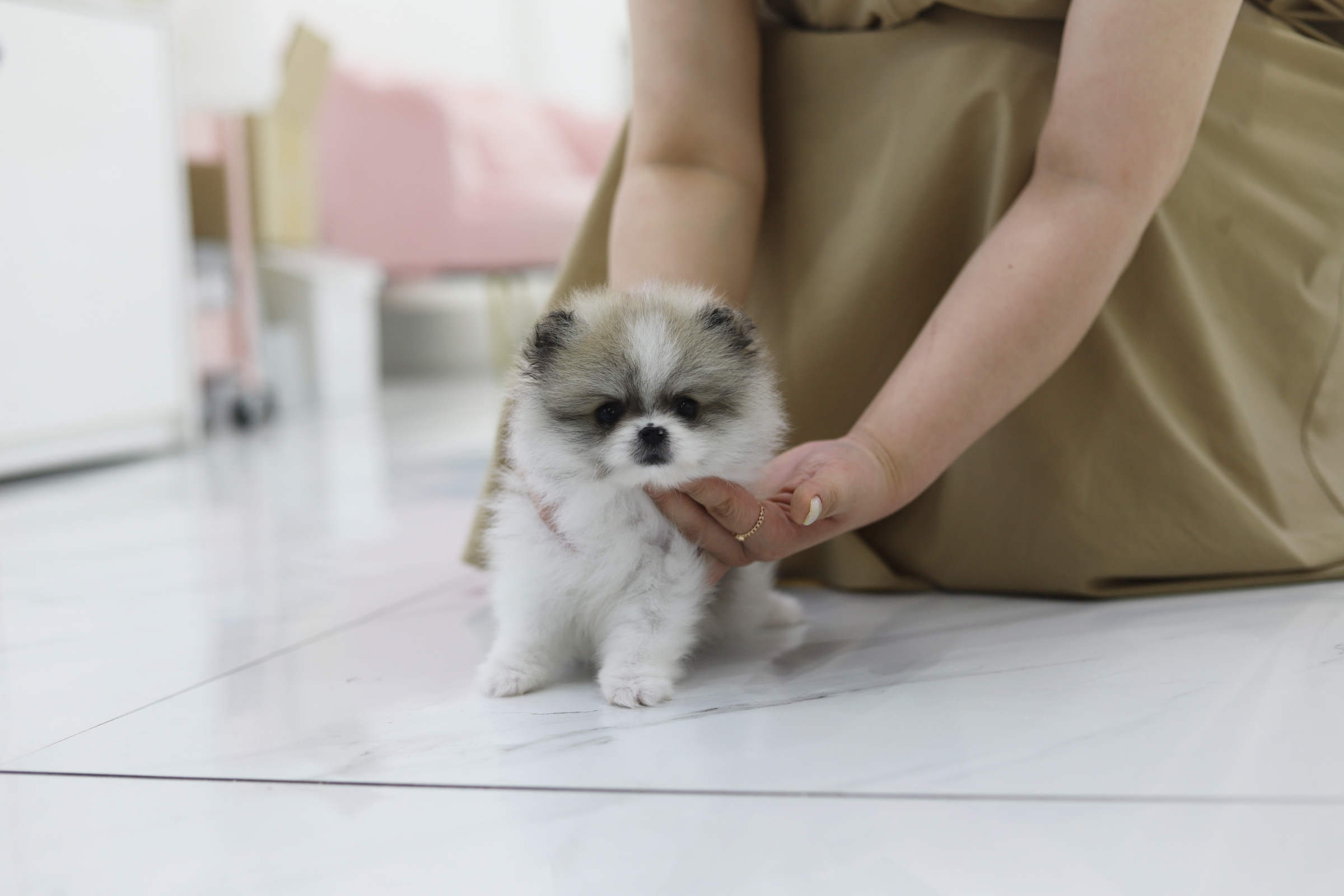 포메라니안(남아)(10만원부터)