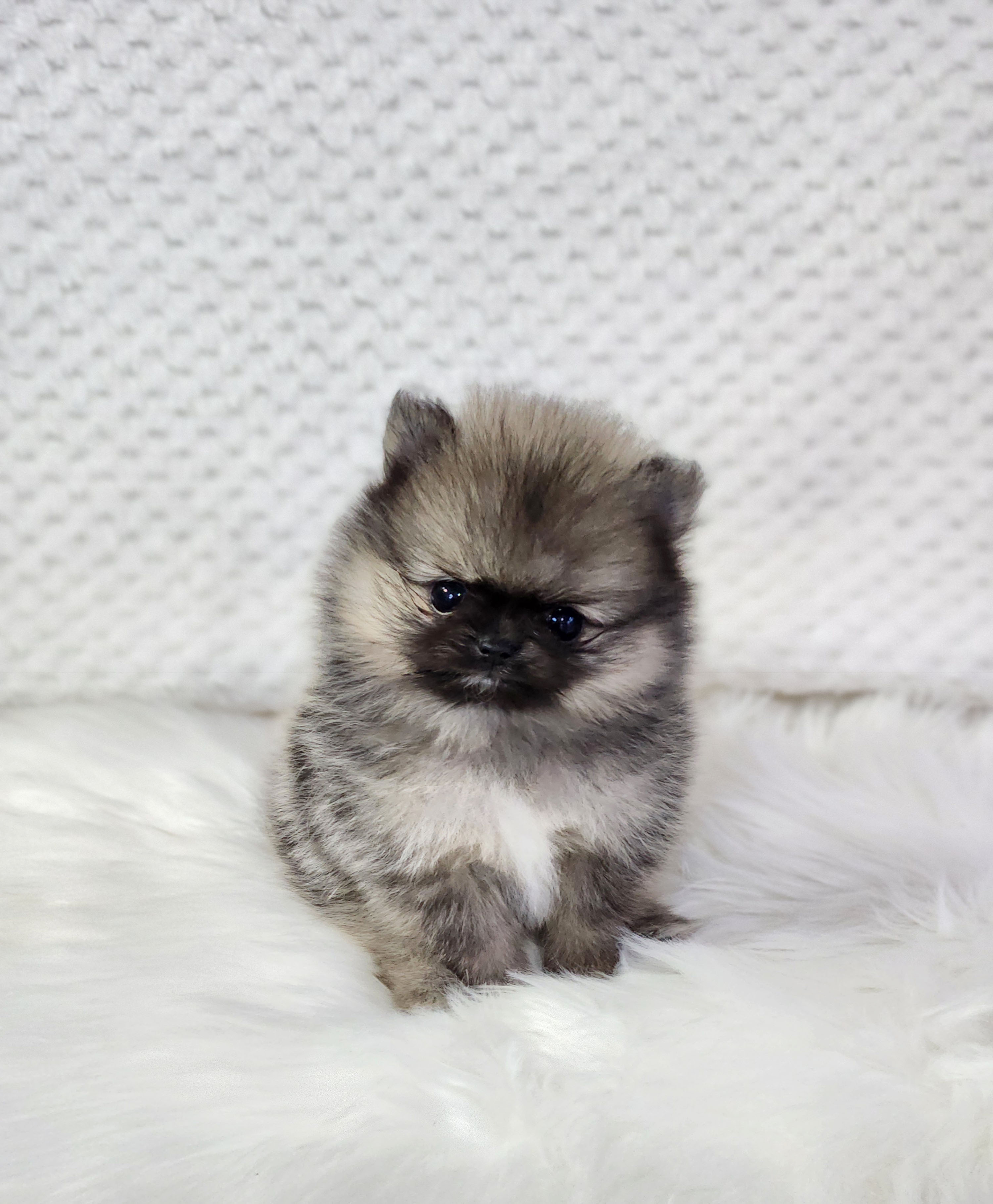 포메라니안 분양합니다