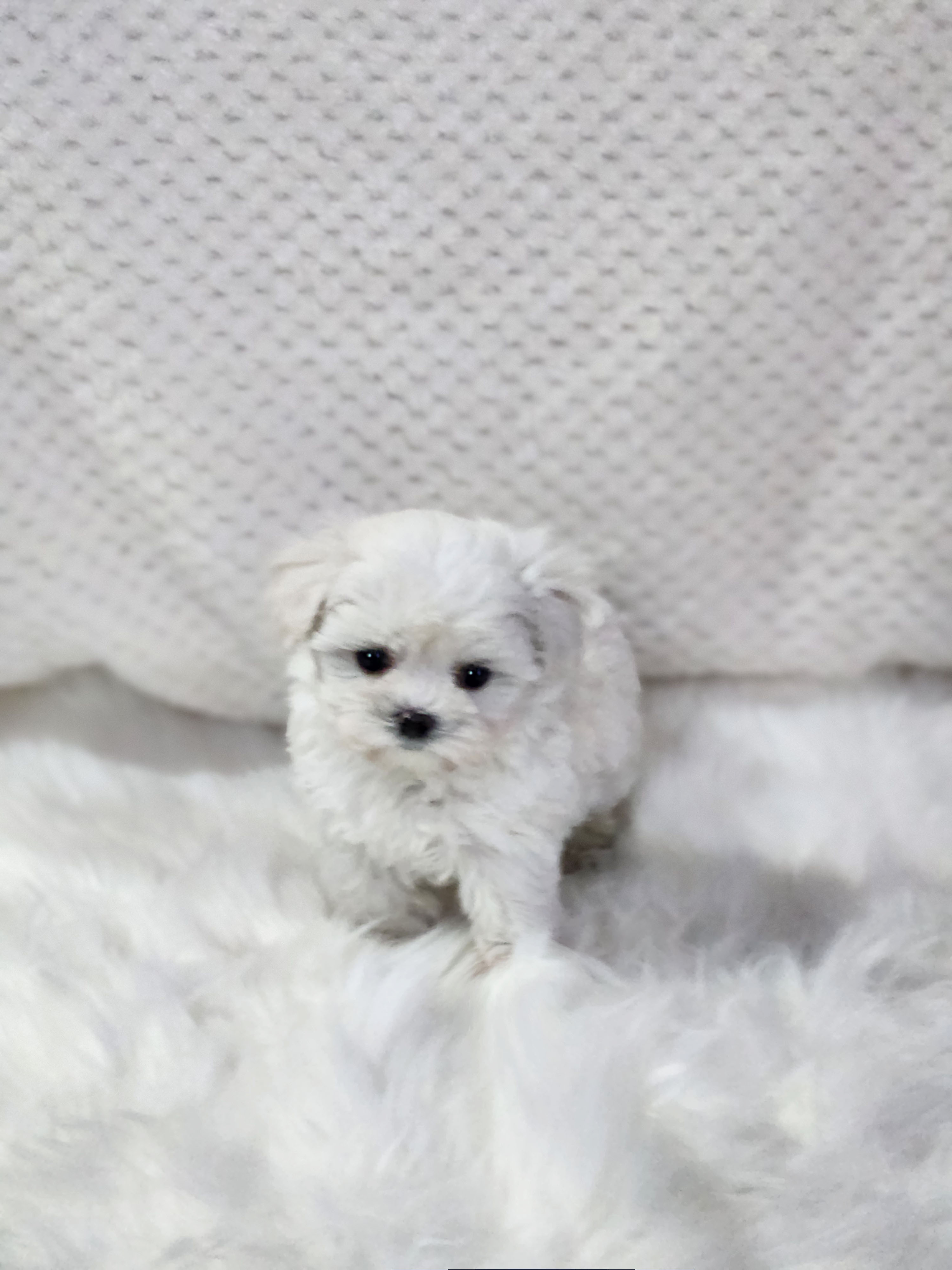 말티푸 분양합니다!