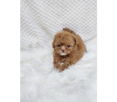 말티푸 분양합니다!